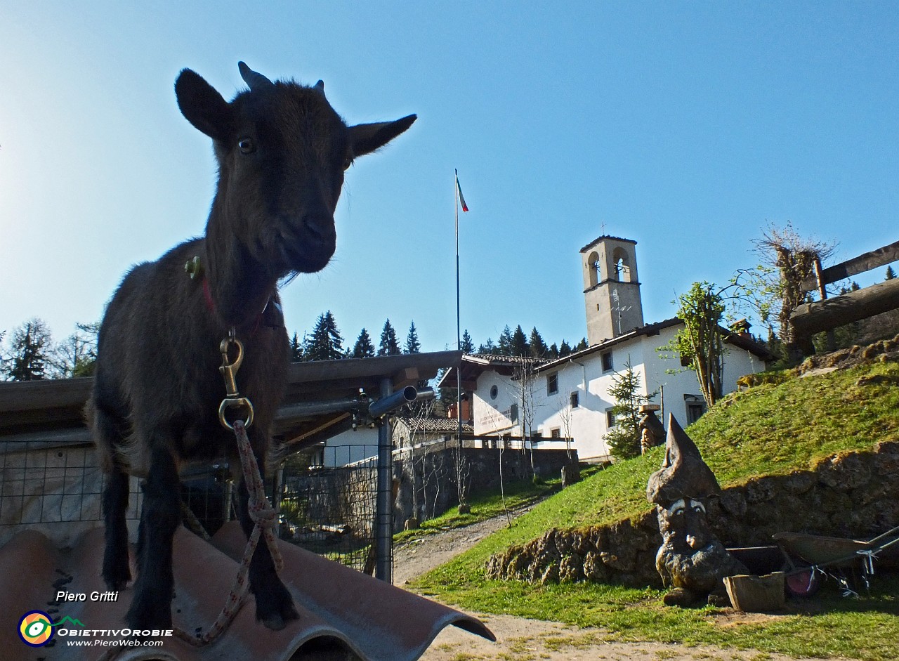 11 La Capretta del rifugio.JPG